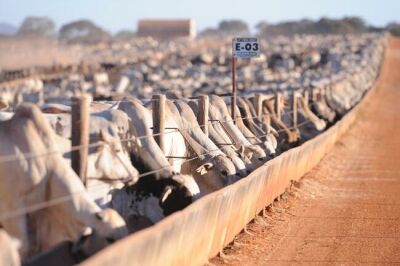 Imagem da notícia Último dia: Produtores têm até 1º de dezembro para declarar e atualizar rebanhos em MS